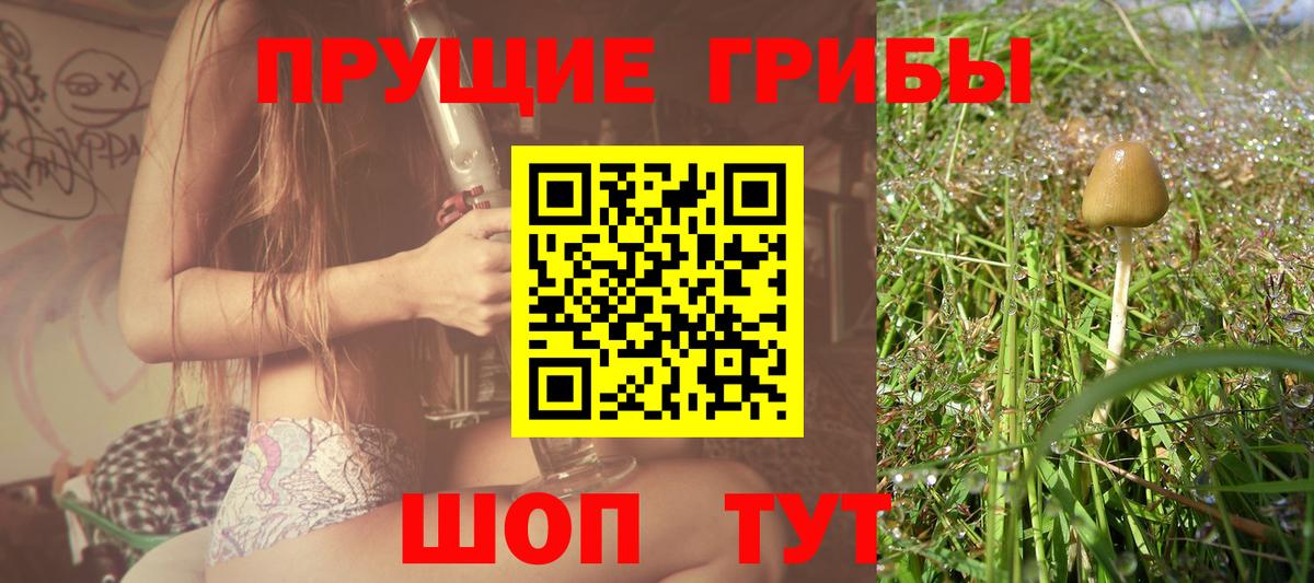 Галлюциногенные грибы Psilocybe  Вход с VPN  Баксан 